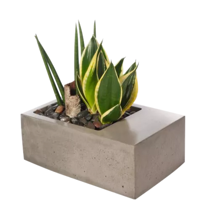 植物盆栽免抠png
