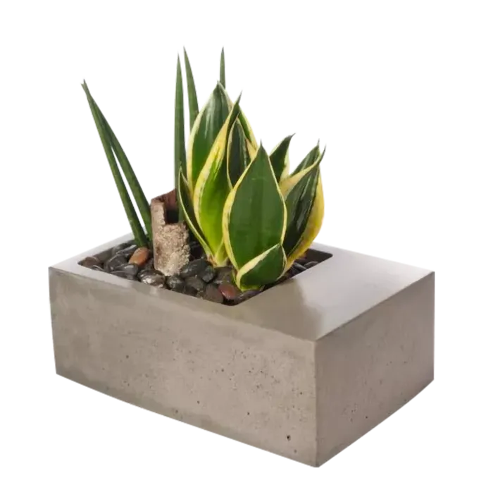 植物盆栽免抠png
