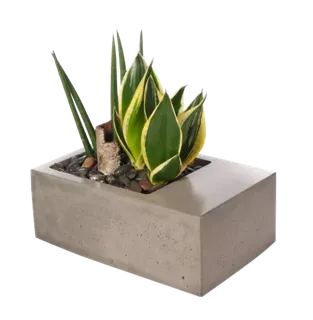 植物盆栽免抠png 植物盆栽免抠png