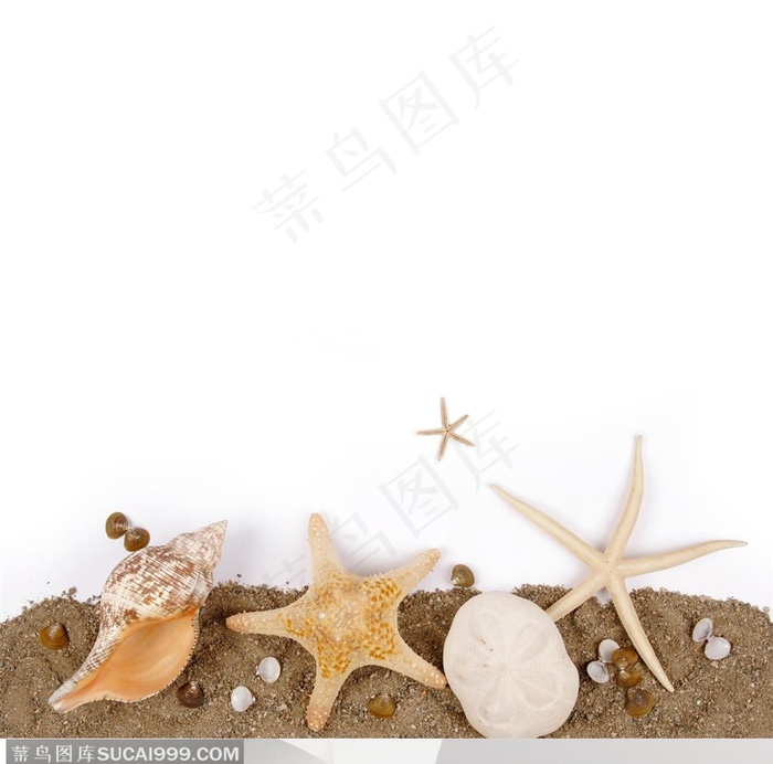 海滩和贝壳海螺海星