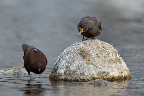 鸟类大全褐河乌图片