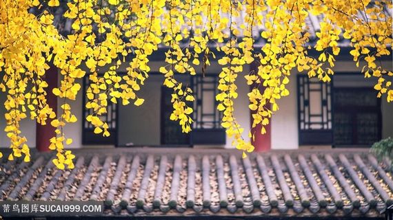 垂下来的黄色银杏叶子摄影高清图片