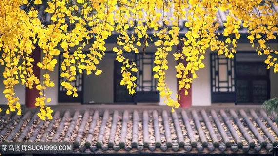 垂下来的黄色银杏叶子摄影高清图片