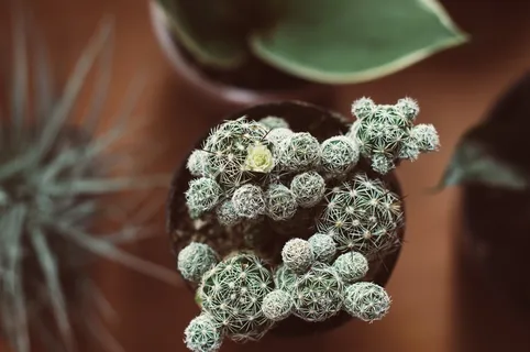 绿色仙人掌仙人球摄影素材