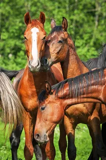骏马动物写真高清素材