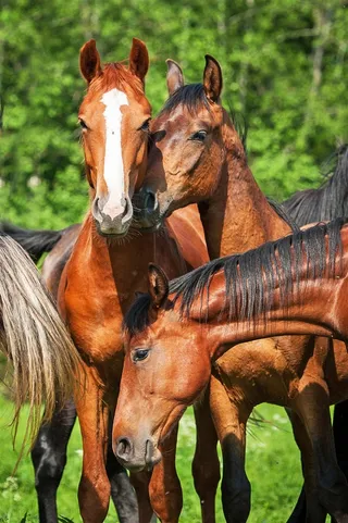 骏马动物写真高清素材