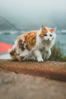 可爱猫咪猫猫摄影素材 可爱猫咪猫猫摄影素材