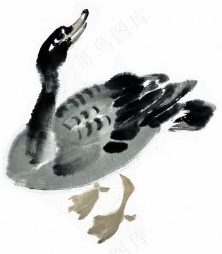 鸟禽艺术绘画摄影图片