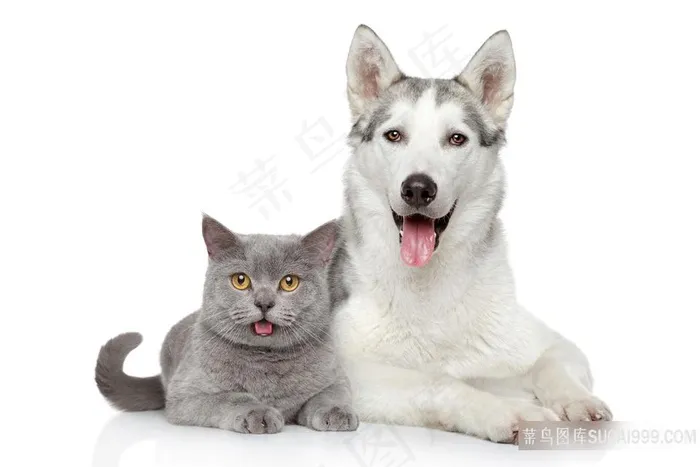小猫小狗图片