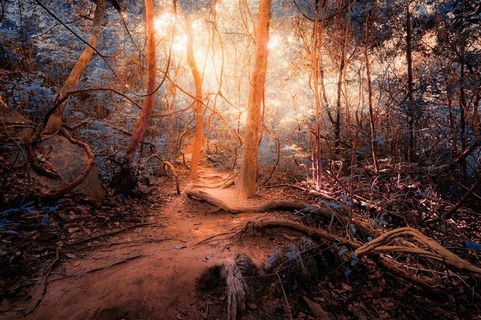 原始丛林风光高清图片