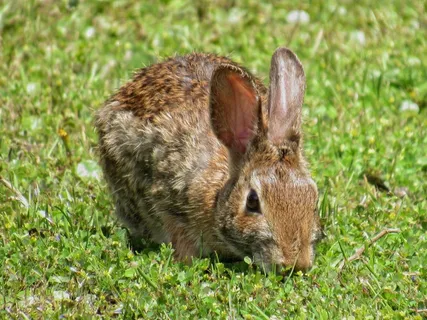白色可爱兔子摄影素材
