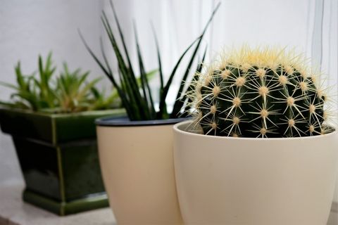 仙人掌, 植物, 多汁的, 花, 带刺的, 植物群 仙人掌, 植物, 多汁的, 花, 带刺的, 植物群