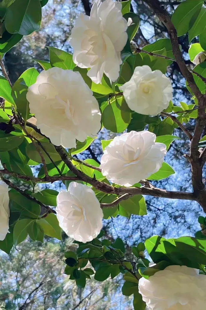 白色山茶花