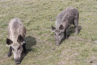 猪动物家畜畜生养猪农村牧场养殖黑猪