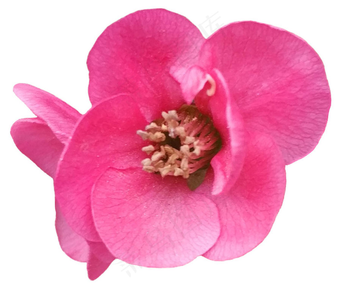 海棠 贴梗海棠 花朵 png素材图