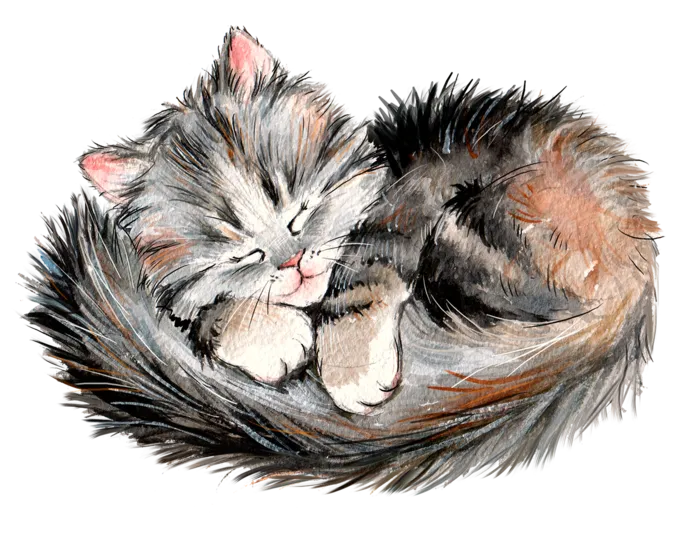 猫咪菊花梨花