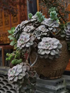 多肉植物-华丽风车