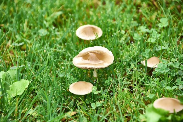 雨后清新小蘑菇图片