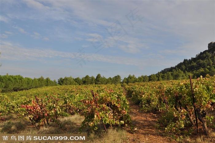 法国酒庄葡萄园（实景拍摄）