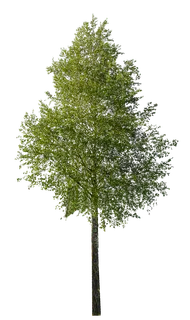 树木树枝树叶免扣素材