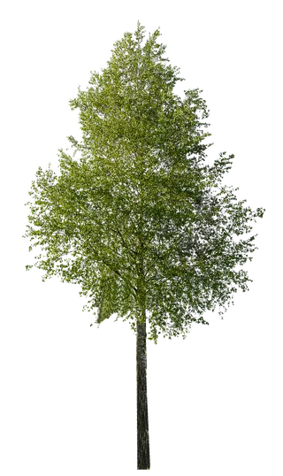 树木树枝树叶免扣素材