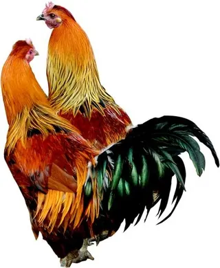 公鸡 PNG免抠