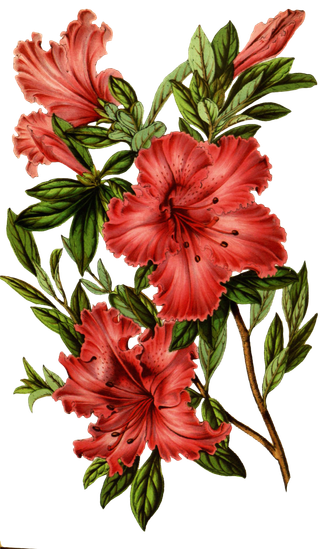 复古手绘植物花卉玫瑰花PNG免扣图案高清图片PS设计素材图