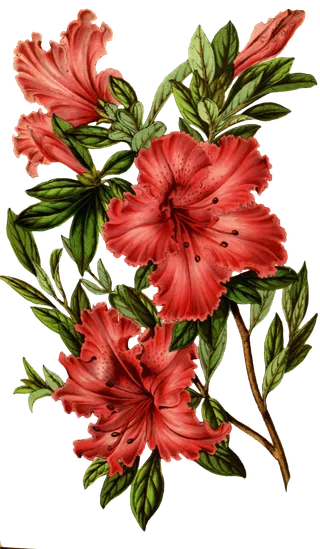 复古手绘植物花卉玫瑰花PNG免扣图案高清图片PS设计素材图