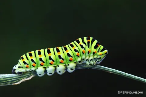 花绿色毛毛虫昆虫图片 花绿色毛毛虫昆虫图片