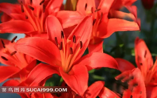 红色百合花摄影素材