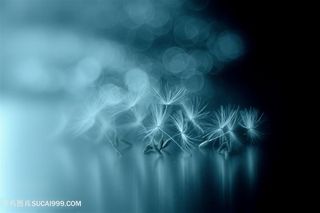 高清唯美蒲公英鲜花图片