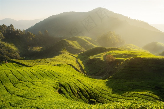 唯美热带雨林景色素材图片