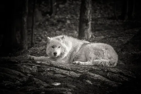 老照片白狼图片