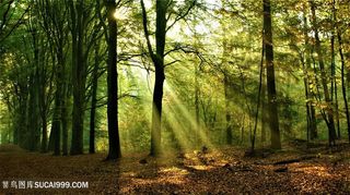 阳光森林摄影