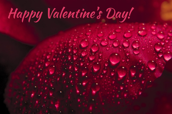 情人节快乐玫瑰