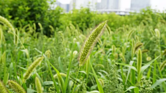 绿色植物狗尾巴草图片 绿色植物狗尾巴草图片