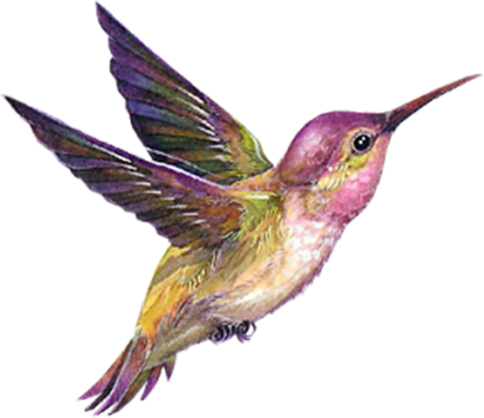birds_PNG52