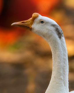 家养鹅头部特写图片