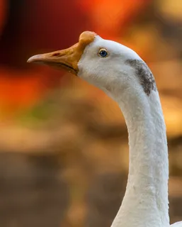 家养鹅头部特写图片