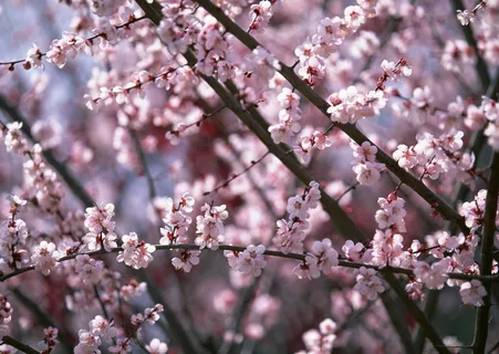 梅花图片 梅花图片
