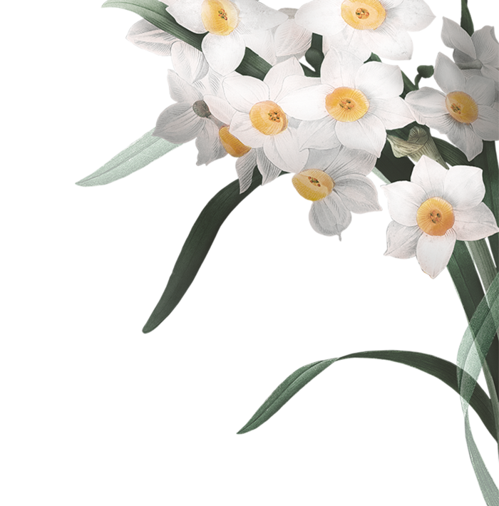 免抠兰花花朵图片