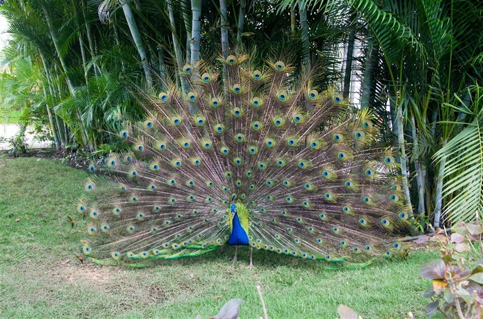 开屏的孔雀动物图片