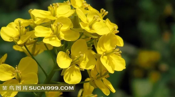 高清油菜花图片