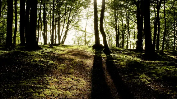 林中的阳光 林中的阳光