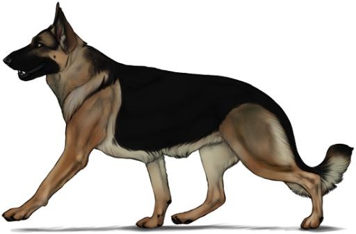 德国牧羊犬 PNG免抠(550x363)