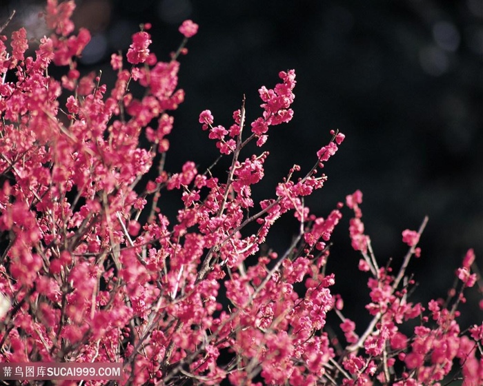 高清粉色桃花鲜花图片