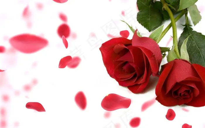 充满爱意的两支玫瑰花