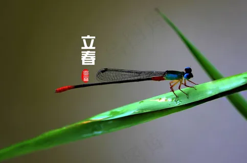 二十四节气之立春图片 二十四节气之立春图片