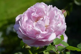 一朵粉色玫瑰花图片