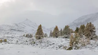 冬天白色背景风景